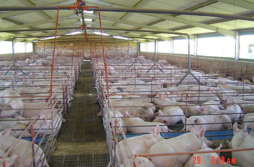 Pig Housing Structures and Ventilation