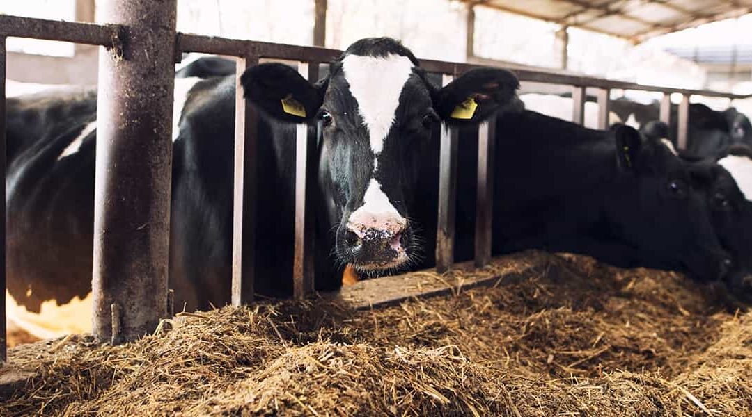 Feedlot Construction & Setup in South Africa | Chemvet